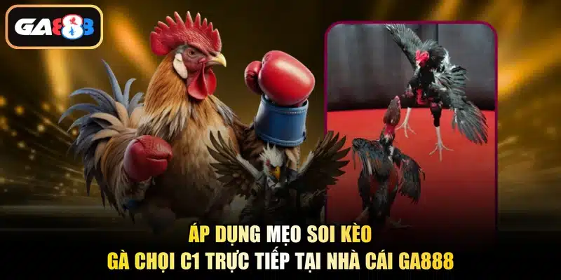 Áp dụng mẹo soi kèo gà chọi C1 trực tiếp tại nhà cái Ga888