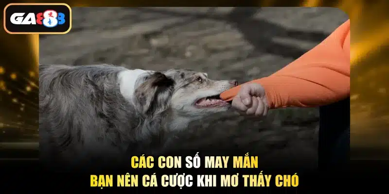 Các con số may mắn bạn nên cá cược khi mơ thấy chó