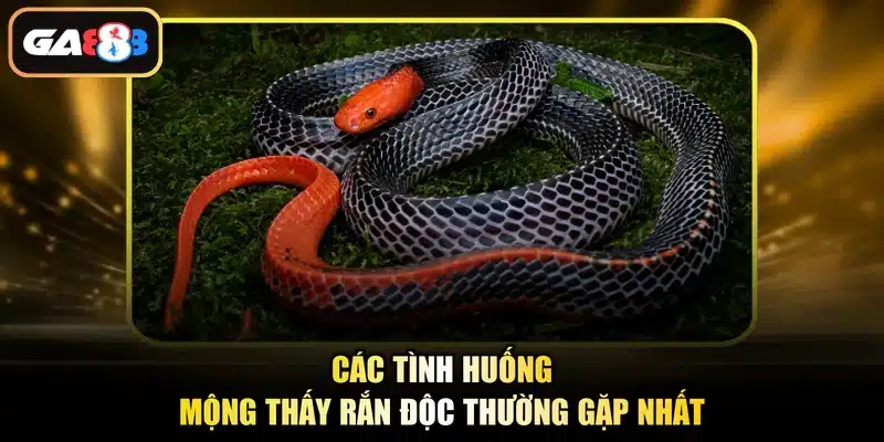 Các tình huống mộng thấy rắn độc thường gặp nhất