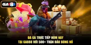 Đá Gà Trực Tiếp Hôm Nay Tại Ga888 Với 500+ Trận Đấu Bùng Nổ