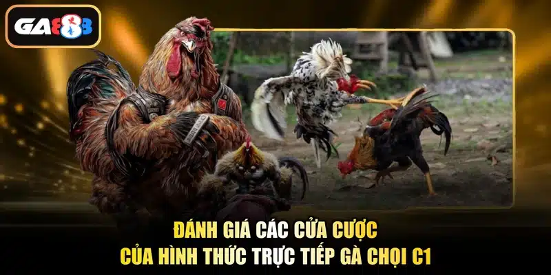 Đánh giá các cửa cược của hình thức trực tiếp gà chọi C1