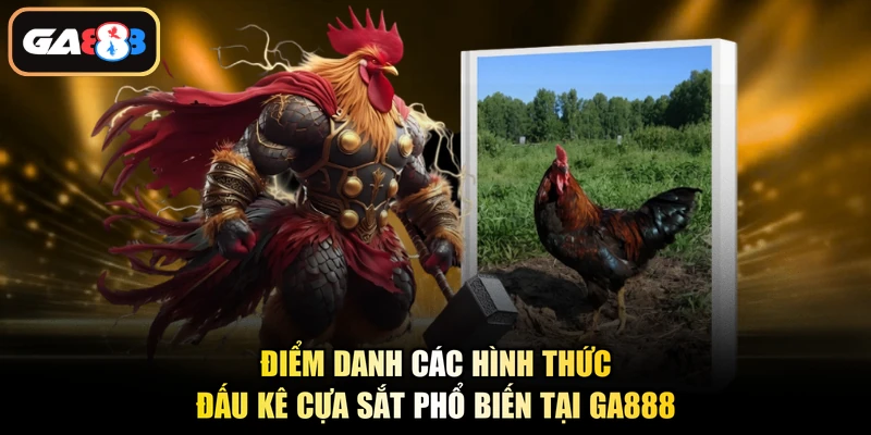 Điểm danh các hình thức đấu kê cựa sắt phổ biến tại Ga888