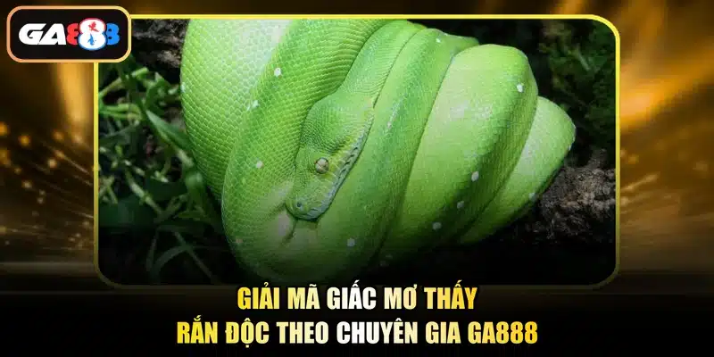Giải mã giấc mơ thấy rắn độc theo chuyên gia Ga888