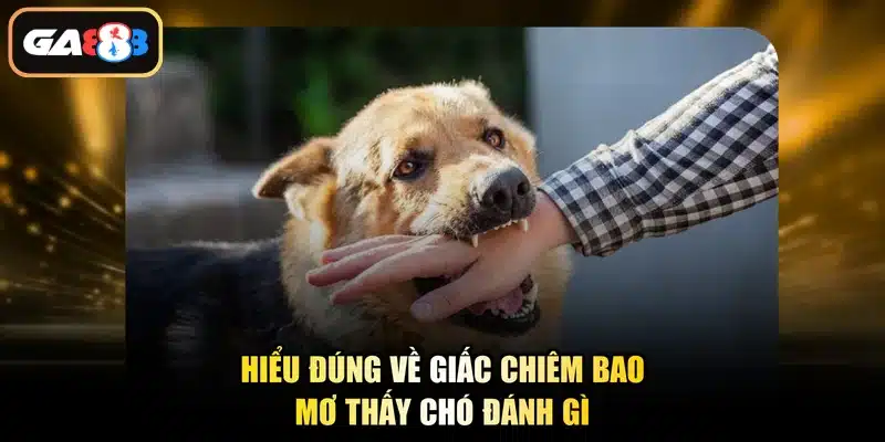 Hiểu đúng về giấc chiêm bao mơ thấy chó đánh gì