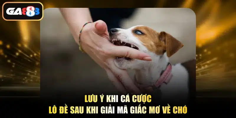 Lưu ý khi cá cược lô đề sau khi giải mã giấc mơ về chó