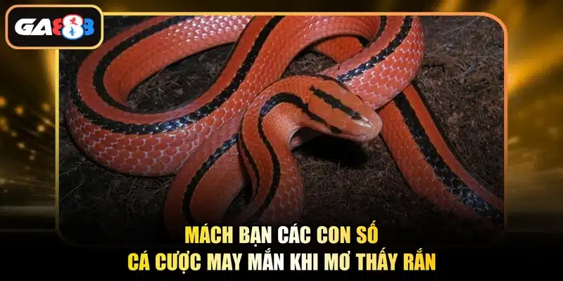 Mách bạn các con số cá cược may mắn khi mơ thấy rắn
