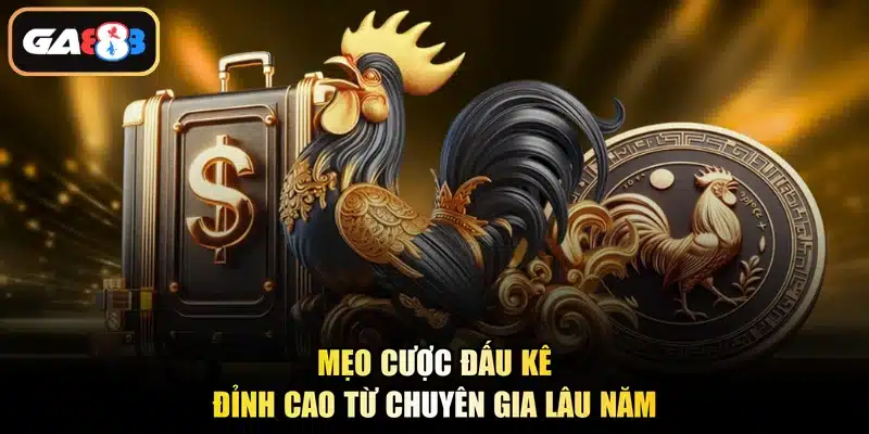 Mẹo cược đấu kê đỉnh cao từ chuyên gia lâu năm