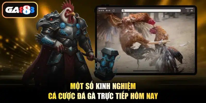 Một số kinh nghiệm cá cược đá gà trực tiếp hôm nay