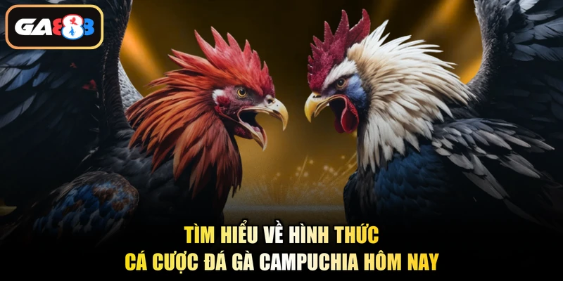 Tìm hiểu về hình thức cá cược đá gà Campuchia hôm nay