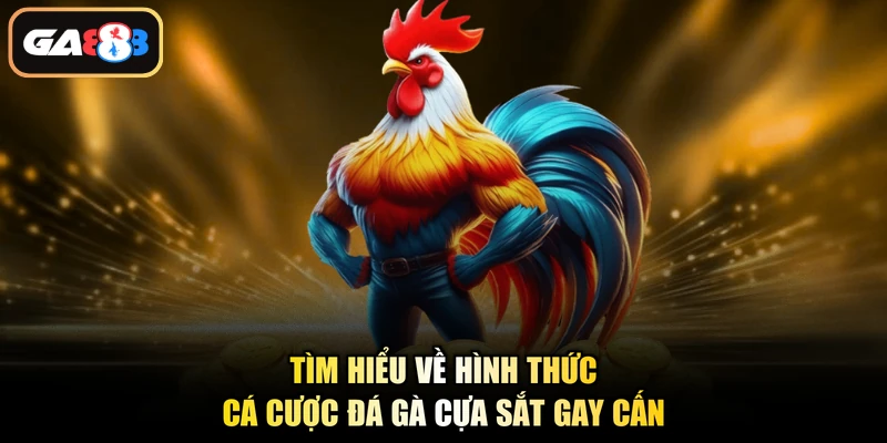 Tìm hiểu về hình thức cá cược đá gà cựa sắt gay cấn