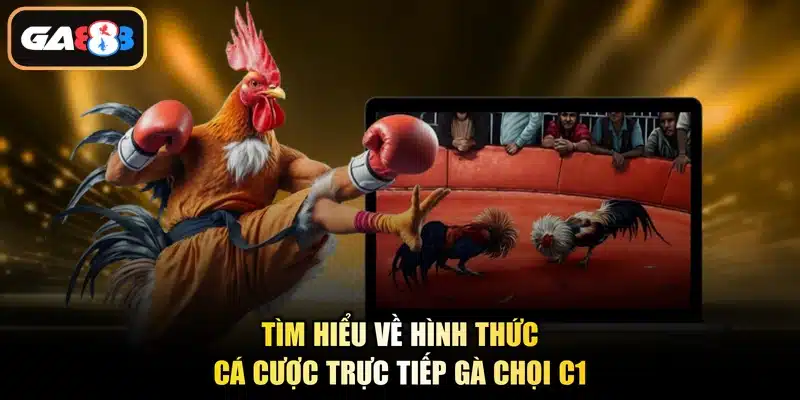 Tìm hiểu về hình thức cá cược trực tiếp gà chọi C1
