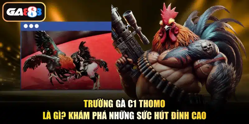 Trường Gà C1 Thomo Là Gì? Khám Phá Những Sức Hút Đỉnh Cao